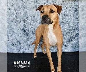 Rhodesian Ridgeback-Unknown Mix Dogs for adoption in Conroe, TX, USA