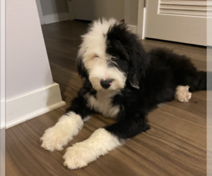 Sheepadoodle Puppy for sale in BRADLEY INTERNATIONAL, CA, USA