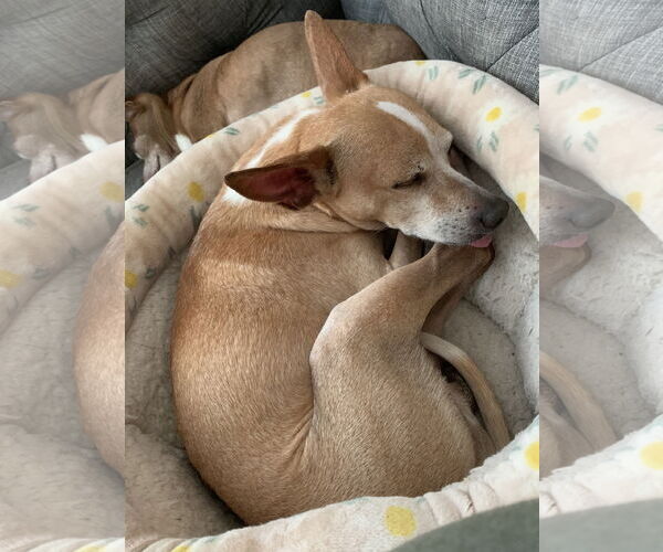 Medium Photo #3 Chihuahua-Unknown Mix Puppy For Sale in Holly Springs, NC, USA