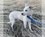 Small #1 Mutt