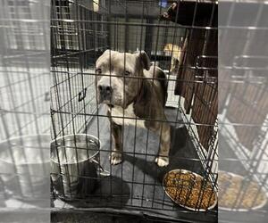 American Pit Bull Terrier Dogs for adoption in Bakersfield, CA, USA