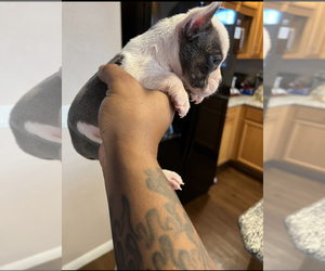 American Bully Puppy for sale in NORTH LAS VEGAS, NV, USA