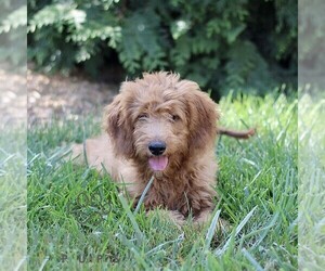 Goldendoodle (Miniature) Puppy for sale in GORDONVILLE, PA, USA