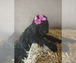 Small Photo #1 Poodle (Standard) Puppy For Sale in KIRKLAND, AZ, USA