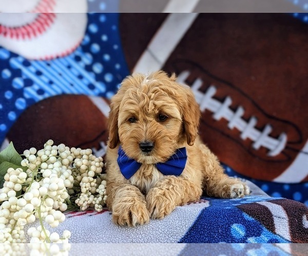 Medium Photo #5 Goldendoodle (Miniature) Puppy For Sale in OXFORD, PA, USA