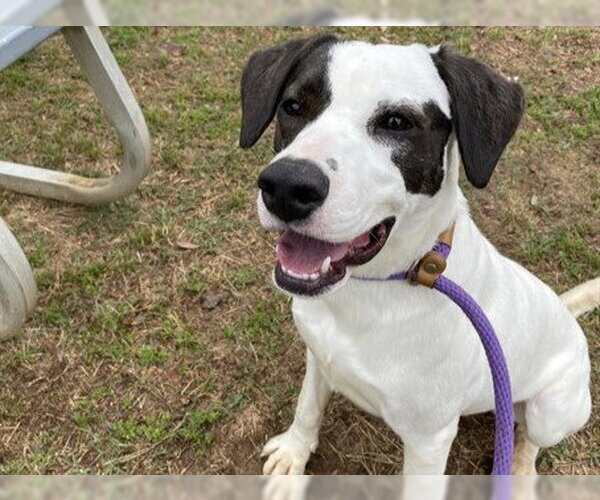 Medium Photo #2 American Staffordshire Terrier-Unknown Mix Puppy For Sale in Tallahassee, FL, USA