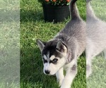 Small Photo #1 German Shepherd Dog-Siberian Husky Mix Puppy For Sale in FAIRMONT, WV, USA
