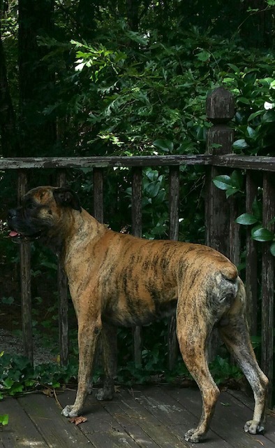 Medium Photo #10 Boxer Puppy For Sale in GRAYSON, GA, USA