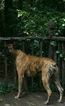 Small Photo #10 Boxer Puppy For Sale in GRAYSON, GA, USA