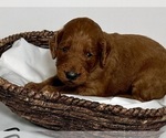 Small #1 Goldendoodle