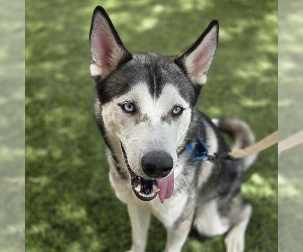 Medium Photo #1 Siberian Husky-Unknown Mix Puppy For Sale in Las Vegas, NV, USA
