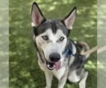 Small Siberian Husky Mix