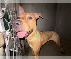 German Shepherd Dog-Unknown Mix Dogs for adoption in San Bernardino, CA, USA