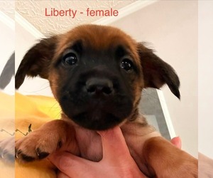 Golden Dox Dogs for adoption in Roxboro, NC, USA