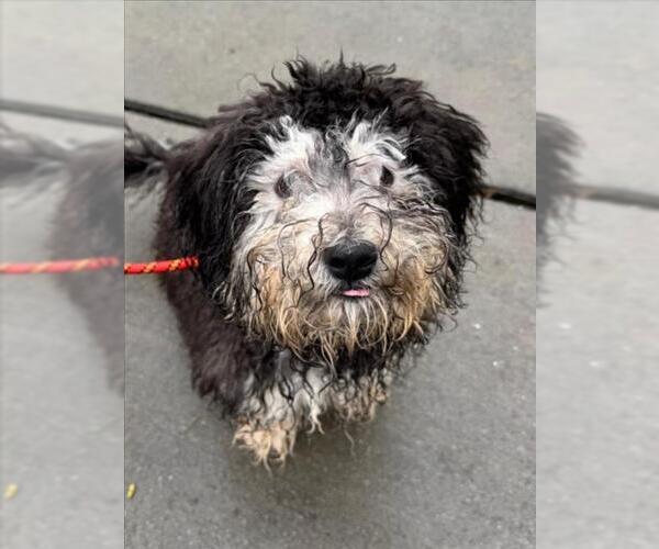 Medium Photo #1 Poodle (Miniature) Puppy For Sale in Woodland, CA, USA