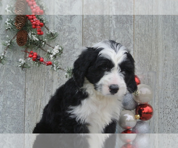 Medium Photo #2 Sheepadoodle Puppy For Sale in FREDERICKSBG, OH, USA