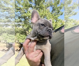 French Bulldog Puppy for sale in SUMMERVILLE, SC, USA