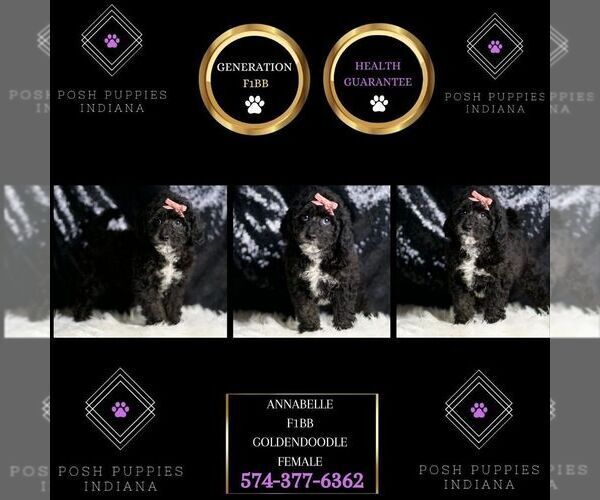 Medium Photo #6 Goldendoodle (Miniature) Puppy For Sale in WARSAW, IN, USA