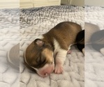 Small Photo #3 Pembroke Welsh Corgi Puppy For Sale in AMITY, OR, USA