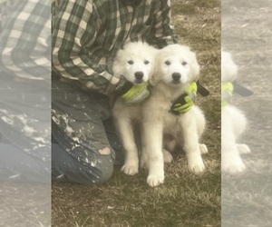 Great Pyrenees Puppy for sale in MOUNT VERNON, IL, USA