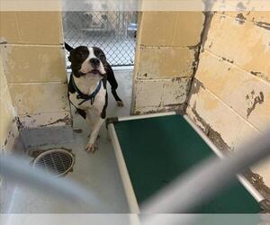 Mutt Dogs for adoption in Tulsa, OK, USA