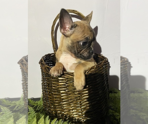 Medium Photo #14 Faux Frenchbo Bulldog Puppy For Sale in LIVERMORE, CA, USA