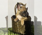 Small #3 Faux Frenchbo Bulldog