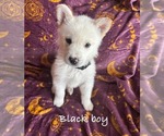 Puppy Black boy German Shepherd Dog-Siberian Husky Mix