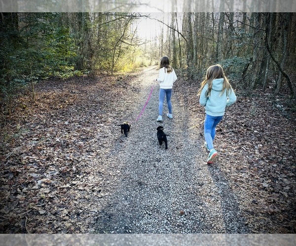 Medium Photo #6 Labrador Retriever Puppy For Sale in SIGNAL MOUNTAIN, TN, USA