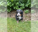 Puppy Magnolia Bernese Mountain Dog