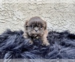Puppy 1 Shih Tzu