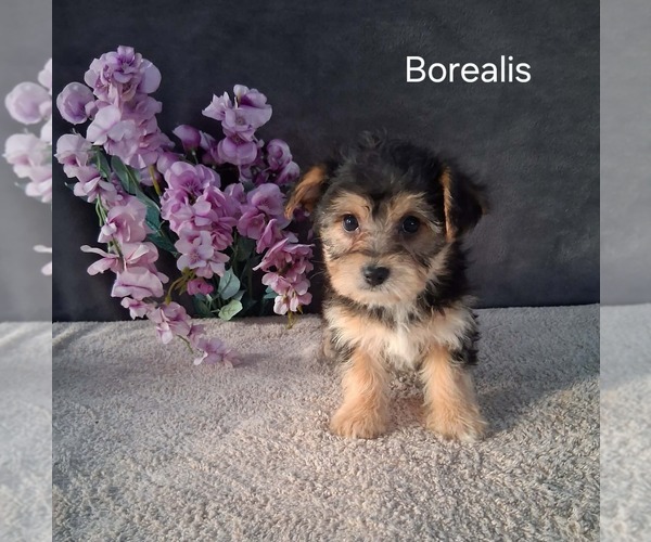 Medium Photo #1 Yo-Chon Puppy For Sale in MOUNT PLEASANT, MI, USA