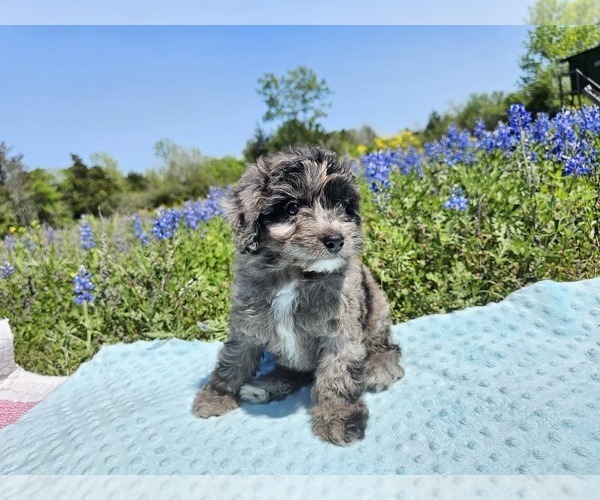 Medium Photo #5 Aussiedoodle Miniature  Puppy For Sale in COLLEGE STA, TX, USA