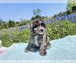 Small Photo #5 Aussiedoodle Miniature  Puppy For Sale in COLLEGE STA, TX, USA