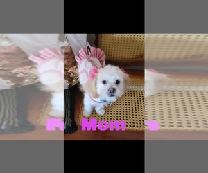 Mother of the Lhasa-Poo puppies born on 05/13/2025