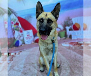 German Shepherd Dog Dogs for adoption in Long Beach, CA, USA