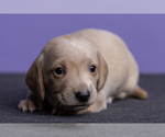 Small Photo #21 Dachshund Puppy For Sale in CROWLEY, TX, USA