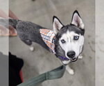 Small #2 Siberian Husky