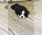 Small Photo #4 Bernese Mountain Dog Puppy For Sale in FLEMING ISLAND, FL, USA
