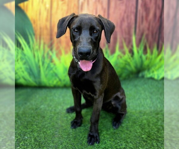 Medium Photo #1 Labrador Retriever Puppy For Sale in Long Beach, CA, USA