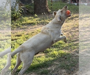 Mother of the Labrador Retriever puppies born on 03/03/2026