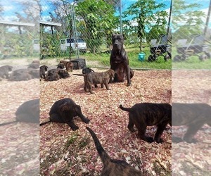 Mother of the Presa Canario puppies born on 12/08/2023