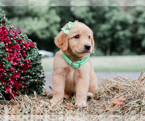 Golden Retriever Puppy for sale in LIBERTY, KY, USA