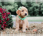 Small Golden Retriever