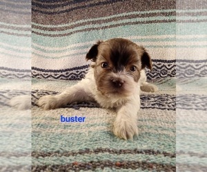 ShihPoo Puppy for sale in STOUTLAND, MO, USA