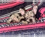 Small #1 French Bulldog