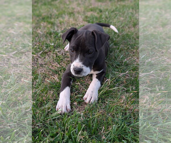 Medium Photo #3 Mutt Puppy For Sale in Hinton, WV, USA