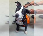 Small American Bulldog-Labrador Retriever Mix