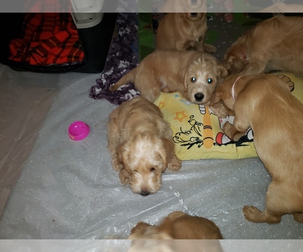 Medium Photo #10 Labradoodle Puppy For Sale in WASHOUGAL, WA, USA
