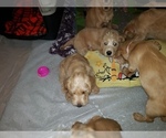 Small Photo #10 Labradoodle Puppy For Sale in WASHOUGAL, WA, USA